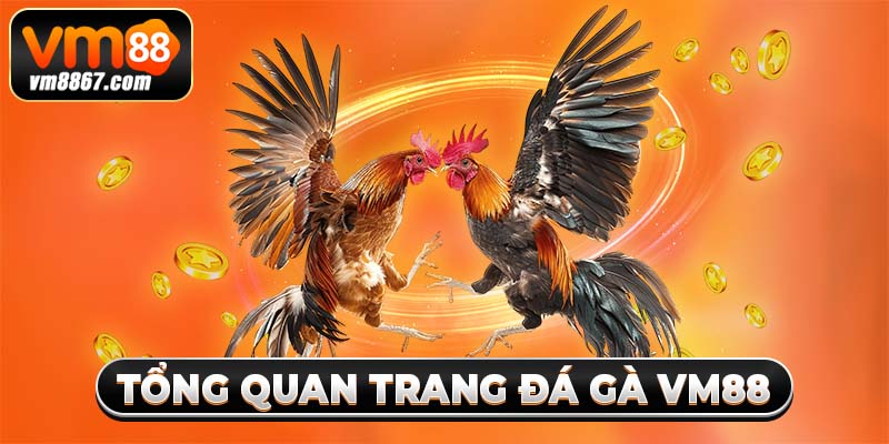 Tổng quan trang đá gà vm88